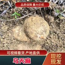 云南邵通特产小草坝当季新鲜天麻正宗乌红杂交天麻仿野生品质