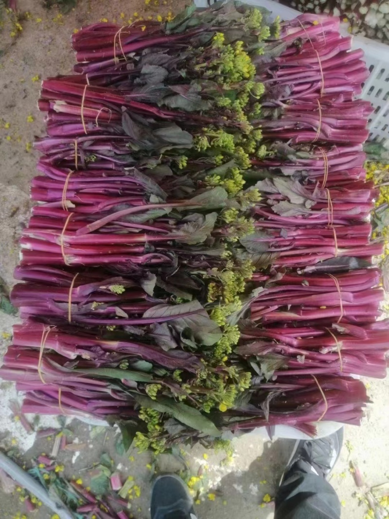 红菜苔产地直发现货保质保量价格便宜一手货源欢迎洽谈