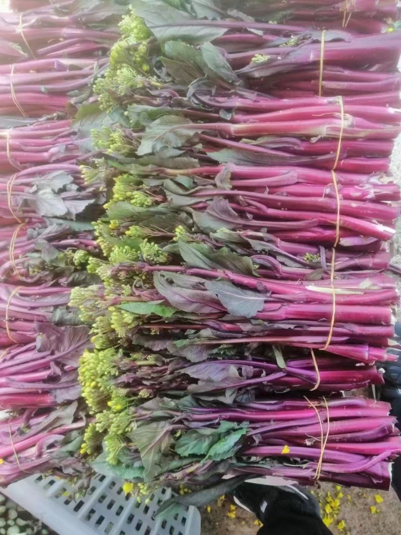 红菜苔产地直发现货保质保量价格便宜一手货源欢迎洽谈