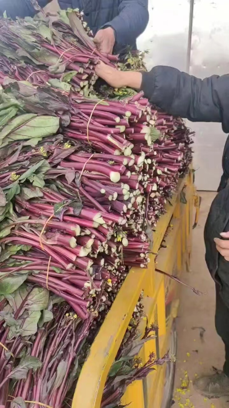 红菜苔产地直发现货保质保量价格便宜一手货源欢迎洽谈