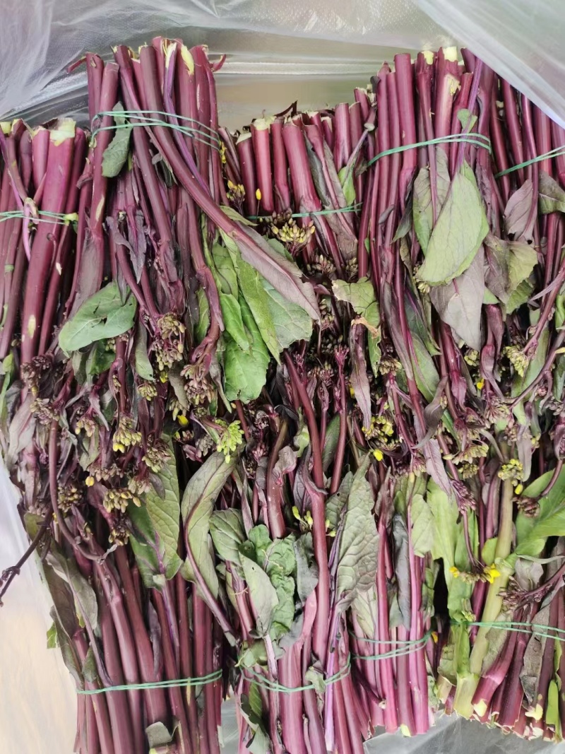 红菜苔产地直发现货保质保量价格便宜一手货源欢迎洽谈