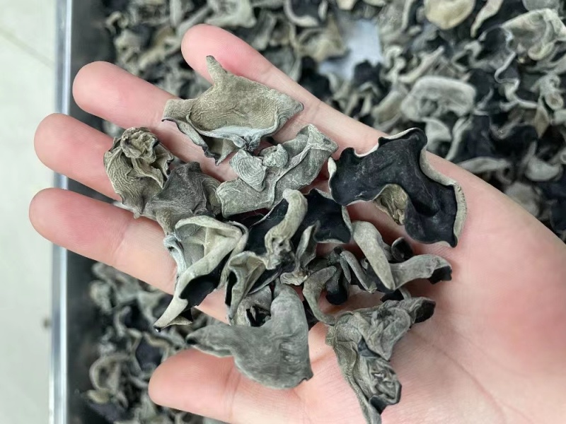 特价鼠耳黑木耳