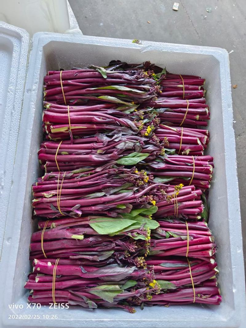红菜苔产地直发现货保质保量价格便宜一手货源欢迎洽谈