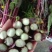 红菜苔产地直发现货保质保量价格便宜一手货源欢迎洽谈