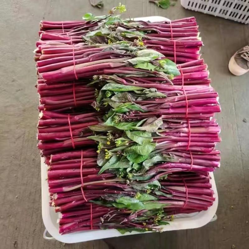 红菜苔产地直发现货保质保量价格便宜一手货源欢迎洽谈