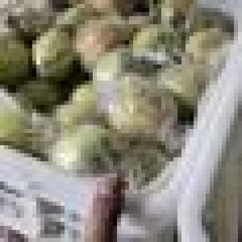 梨新梨七号阳信媚梨七号当季水果现摘现发，大量批发