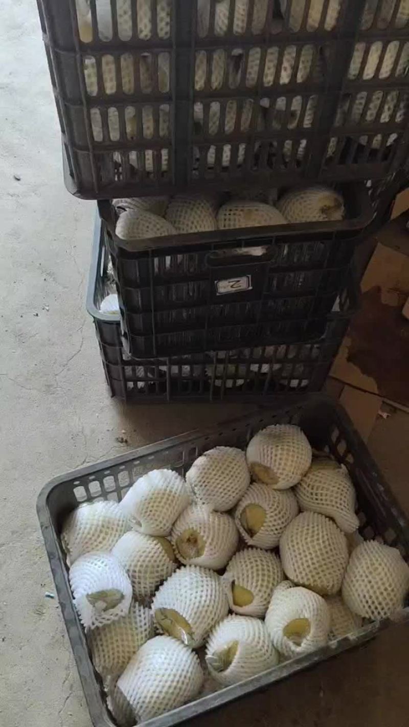 梨新梨七号阳信媚梨七号当季水果现摘现发，大量批发