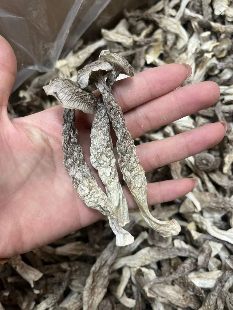 鹿茸菇