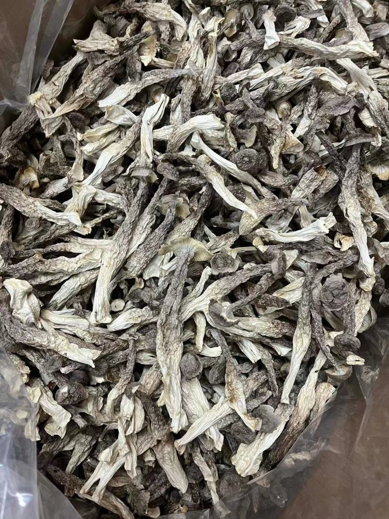 鹿茸菇
