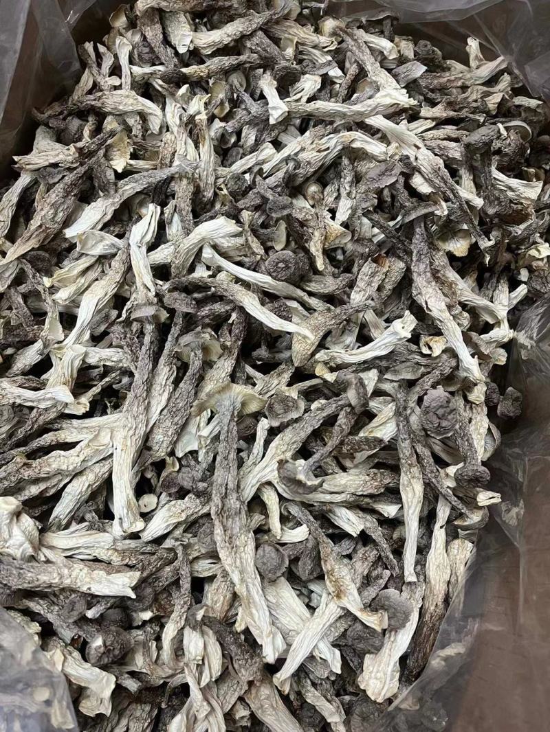鹿茸菇