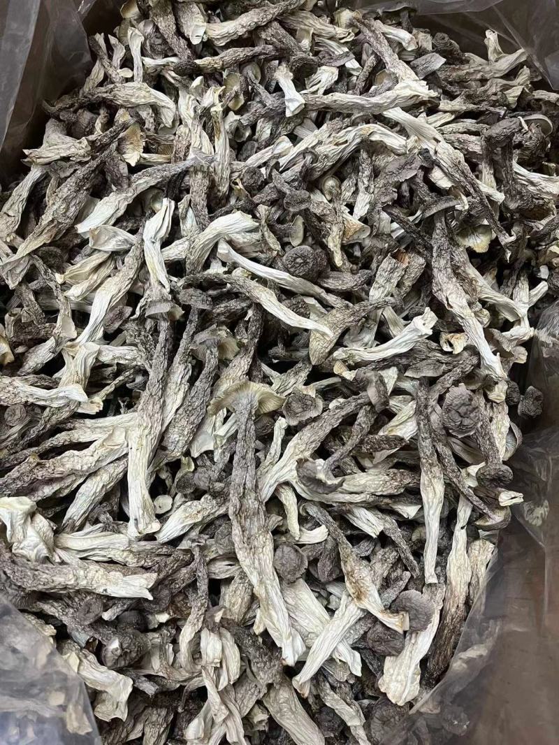 鹿茸菇