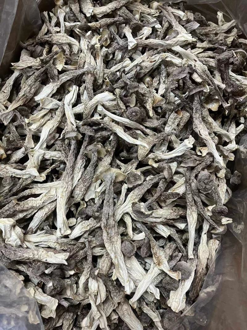 鹿茸菇