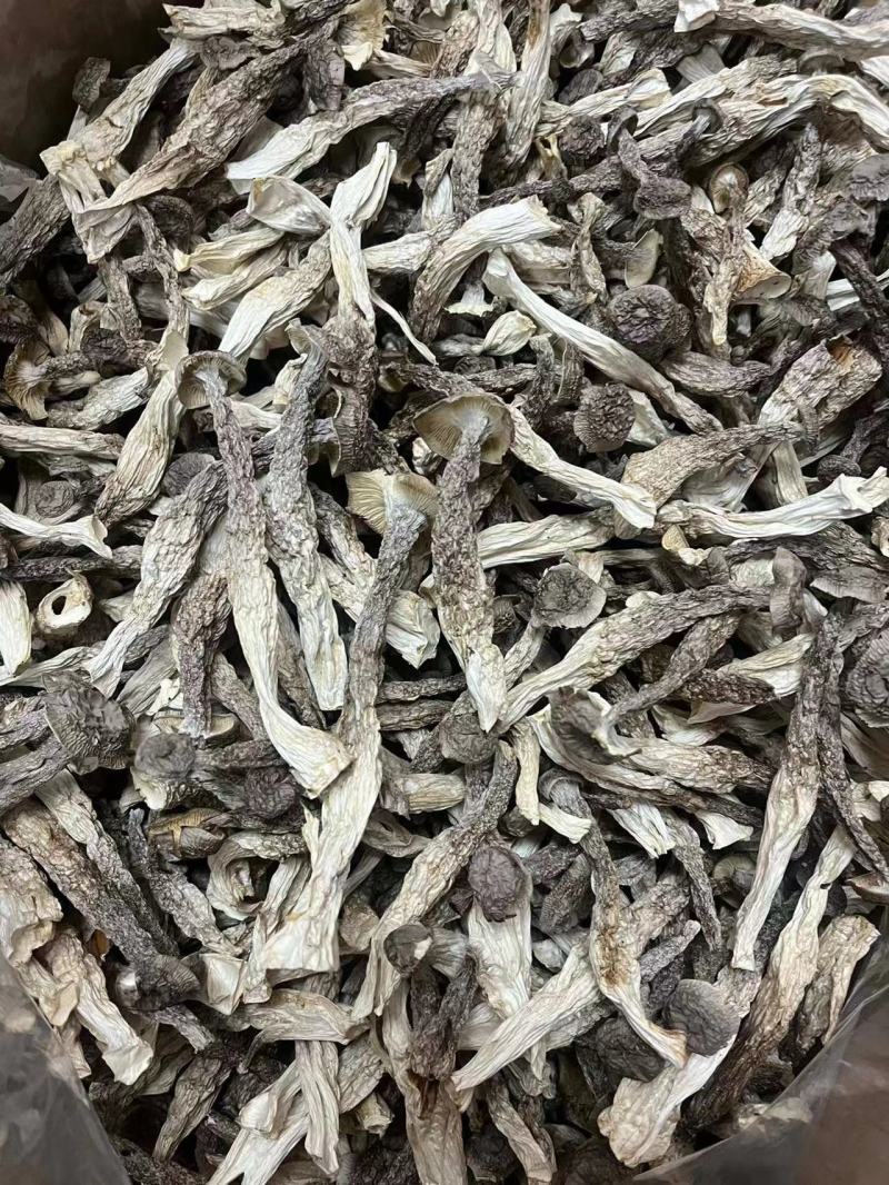 鹿茸菇