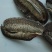 膨鱼鳃花鳃