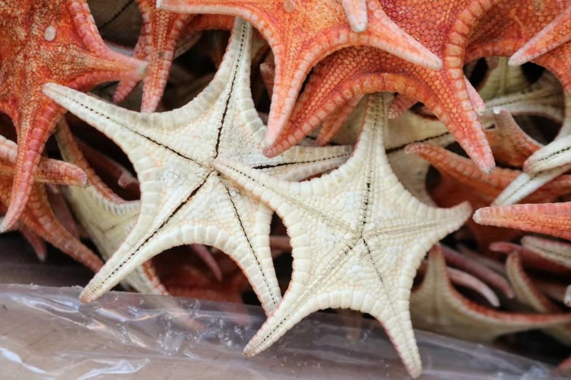 本港海星