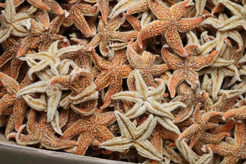 大小号海星