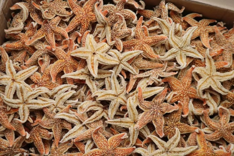 大小号海星