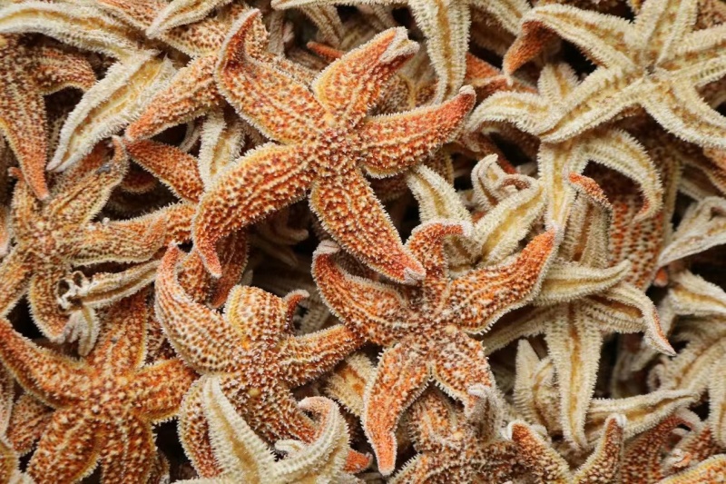 大小号海星