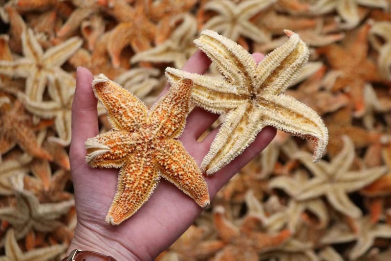 大小号海星