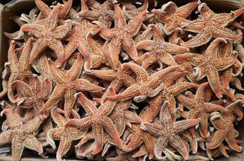 大小号海星