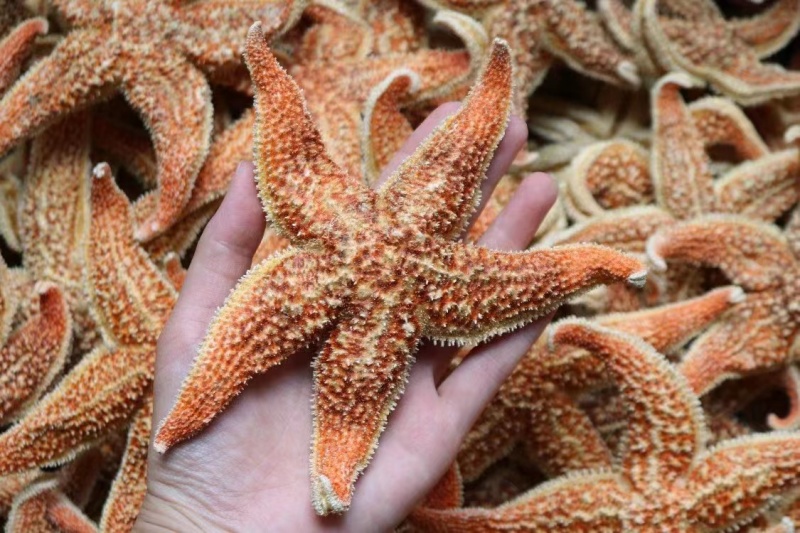 大小号海星