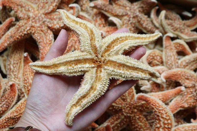大小号海星