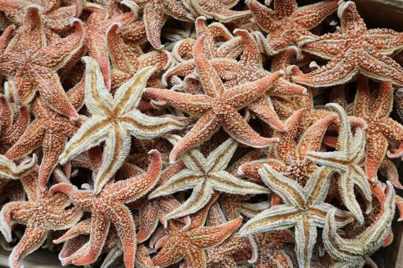大小号海星