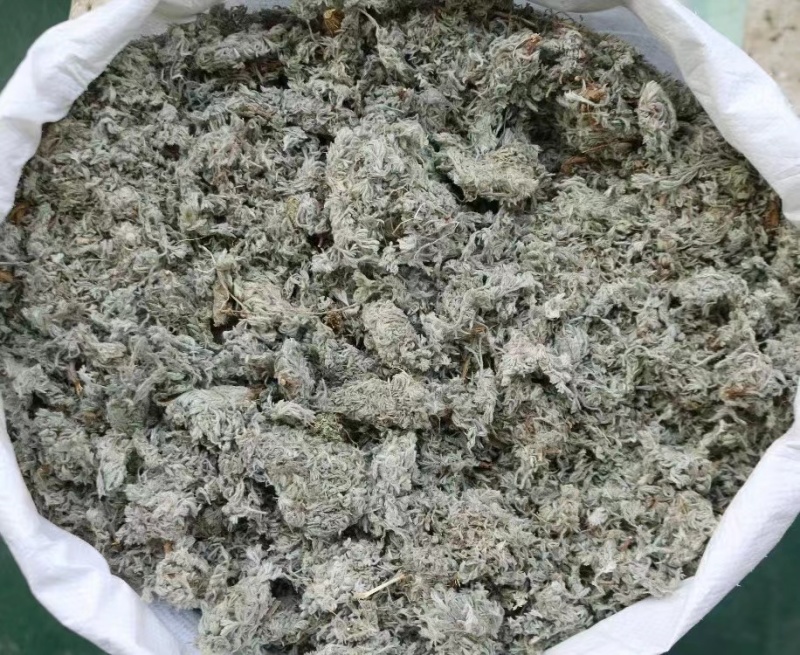 绵茵陈