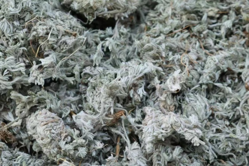 绵茵陈