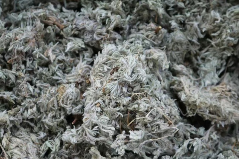 绵茵陈
