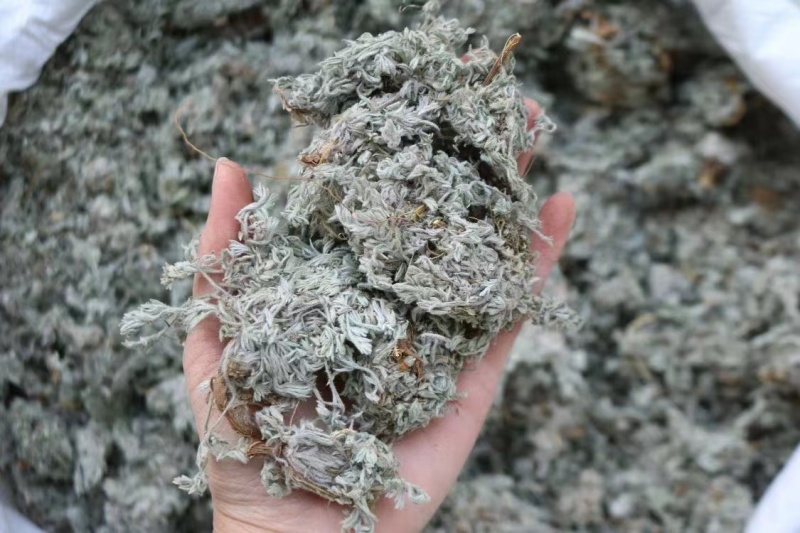 绵茵陈