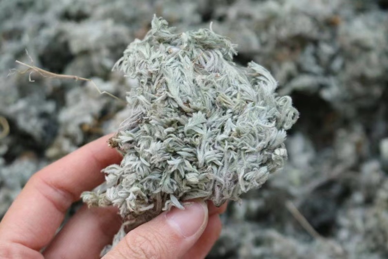 绵茵陈