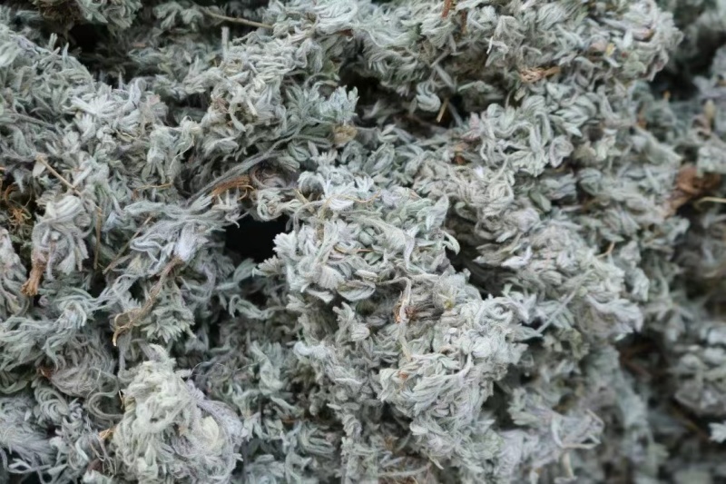 绵茵陈