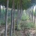 【栾树】南栾树诚信经营，产地出售欢迎客商来电咨询