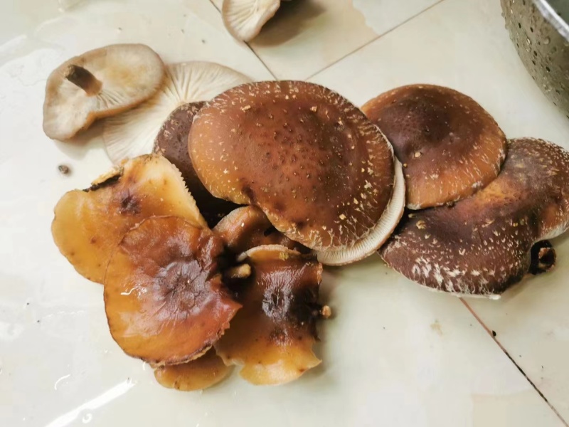 【热卖香菇】野生干香菇货源充足产地直供欢迎各位老板订购