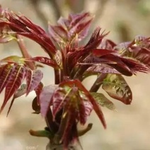 矮化高产香椿苗红油香椿当年采摘包成活技术指导