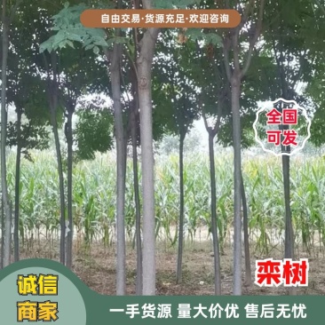 【栾树】南栾树诚信经营，产地出售欢迎客商来电咨询
