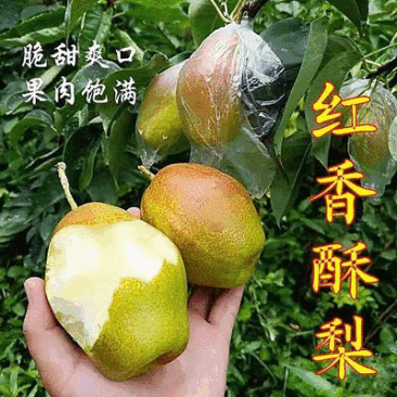 《红香酥梨》山西酥梨山西红香酥现货供应可全国代发