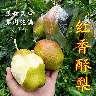 《红香酥梨》山西酥梨山西红香酥现货供应可全国代发