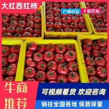莘县西红柿，产地直供，颜色鲜丽，保质保量，可视频