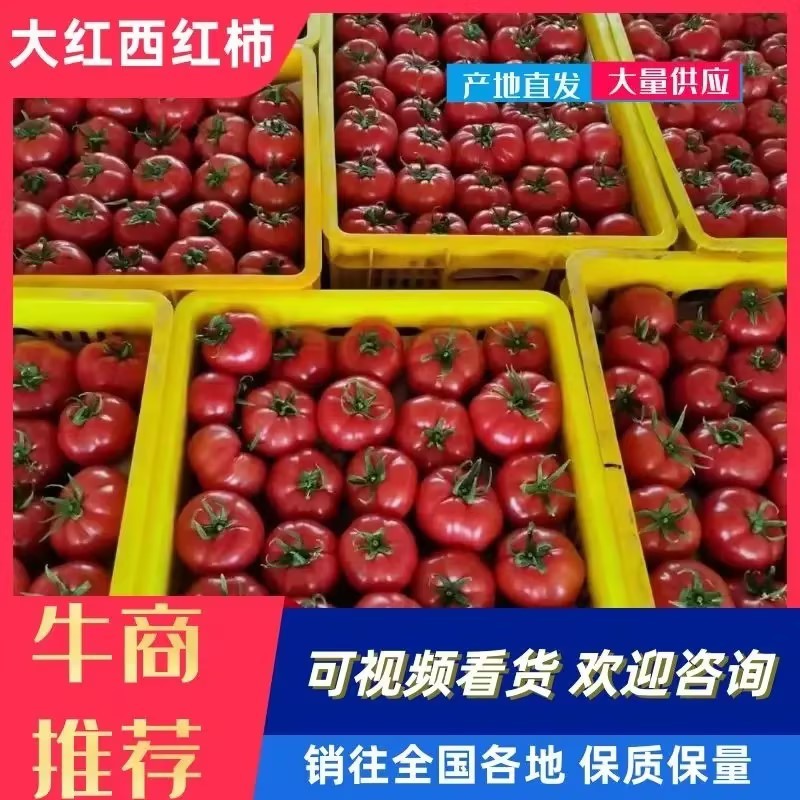 莘县西红柿，产地直供，颜色鲜丽，保质保量，可视频看货
