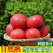 山东莘县硬粉西红柿大量上市产地一手货源欢迎来电咨询