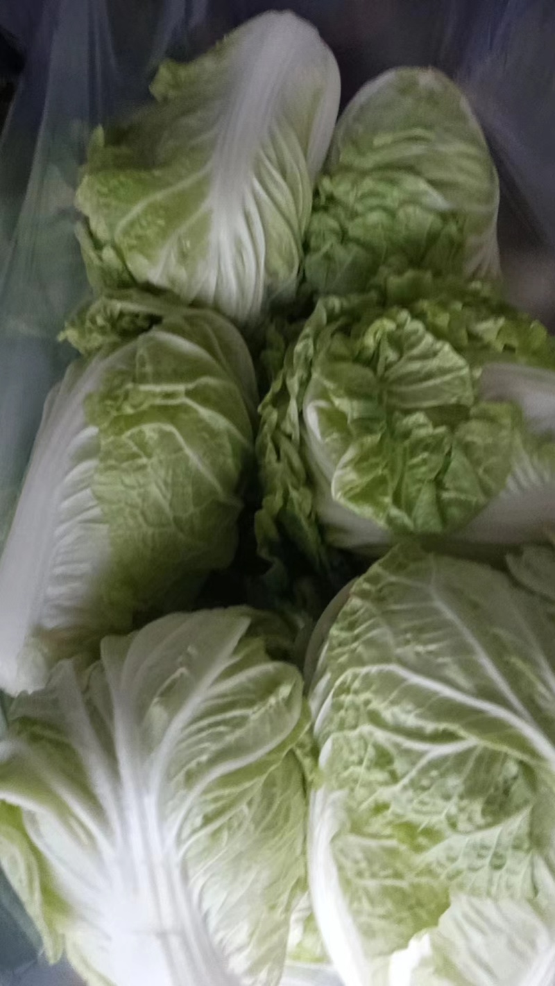 【白菜】夏阳白菜代发全国量大从优可视频看货欢迎订购