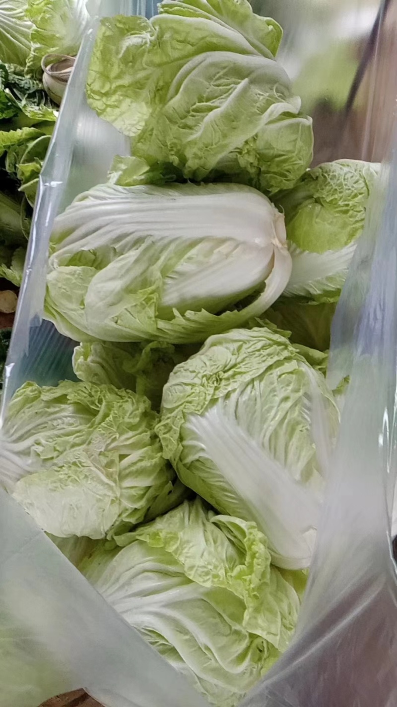 【白菜】夏阳白菜代发全国量大从优可视频看货欢迎订购