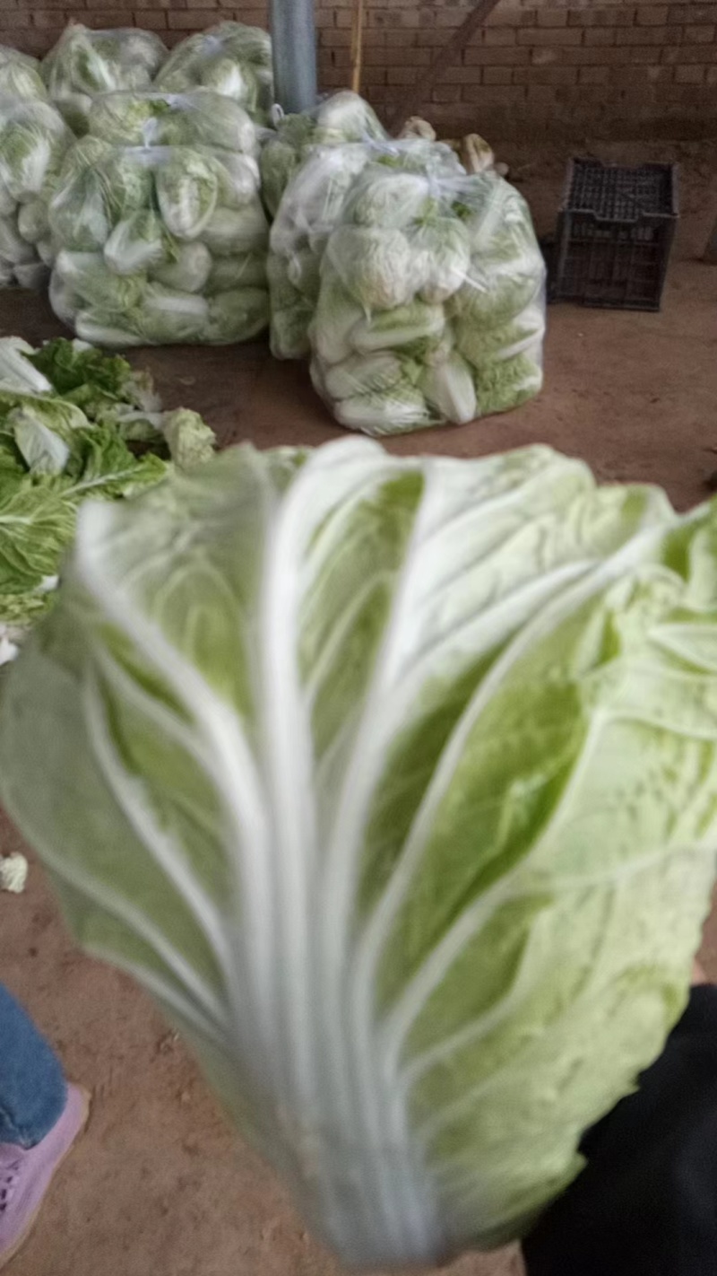 【白菜】夏阳白菜代发全国量大从优可视频看货欢迎订购