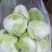 【白菜】夏阳白菜代发全国量大从优可视频看货欢迎订购