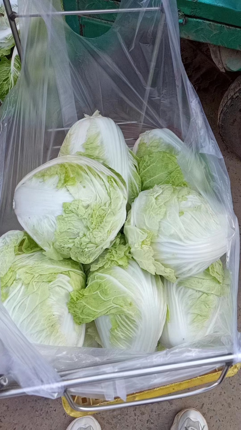 【白菜】夏阳白菜代发全国量大从优可视频看货欢迎订购