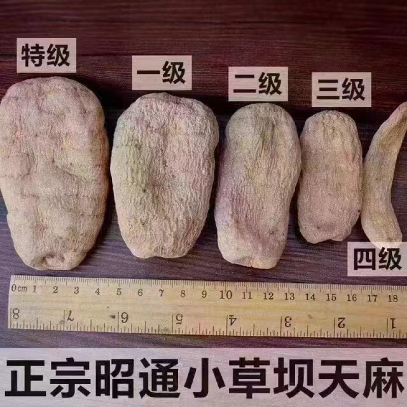 昭通天麻精选天麻个子个头大质量保证视频看货欢迎电联
