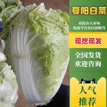 【白菜】夏阳白菜代发全国量大从优可视频看货欢迎订购