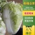 【白菜】夏阳白菜代发全国量大从优可视频看货欢迎订购